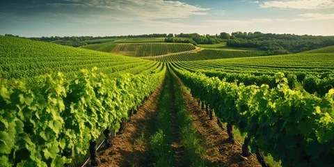 Foto op Plexiglas healthy vineyard in summertime. gentle hills in the background. harmonic styled image.  © CreativeCreations