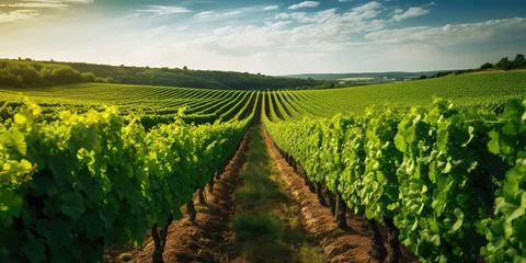 Fotobehang healthy vineyard in summertime. gentle hills in the background. harmonic styled image.  © CreativeCreations