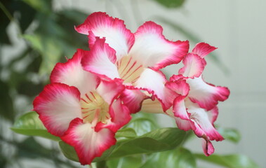 impala lily, white and red Adenium. Three flower