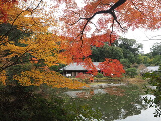 浄瑠璃寺本堂の紅葉