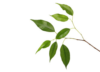 Ficus Benjamina green leaves, weeping fig twig isolated on white, clipping path 