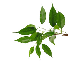 Ficus Benjamina green leaves, weeping fig twig isolated on white, clipping path 