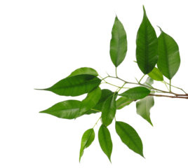 Ficus Benjamina green leaves, weeping fig twig isolated on white, clipping path 