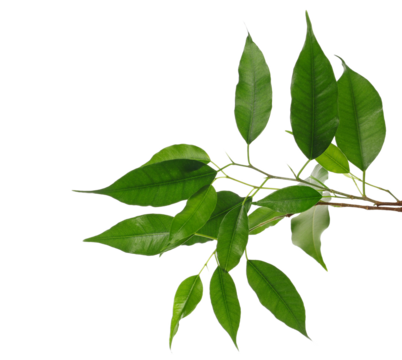 Ficus Benjamina green leaves, weeping fig twig isolated on white, clipping path 