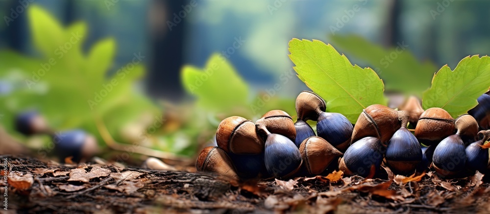 Poster acorns in blueberry forest from oak tree copy space image