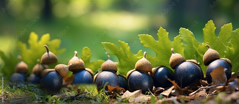 Poster acorns in blueberry forest from oak tree copy space image