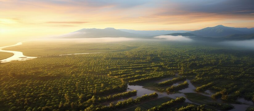 Bird s eye perspective of palm oil plantations at dawn copy space image