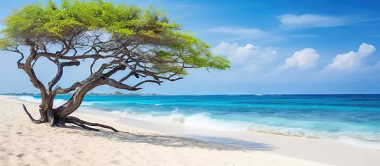 Fotobehang Aruba s Dutch Antilles has an Eagle Beach featuring divi divi tree copy space image © vxnaghiyev