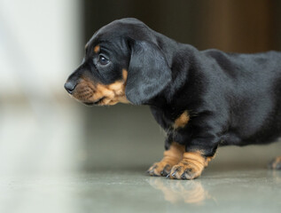 A very small young black dachshund puppy