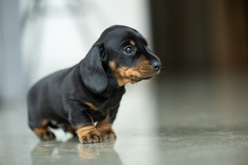 A very small young black dachshund puppy