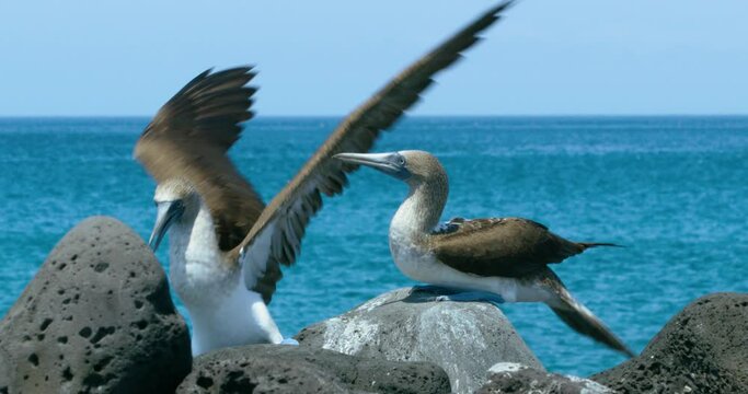 Two amazing Blue-footed booby birds on the shore.