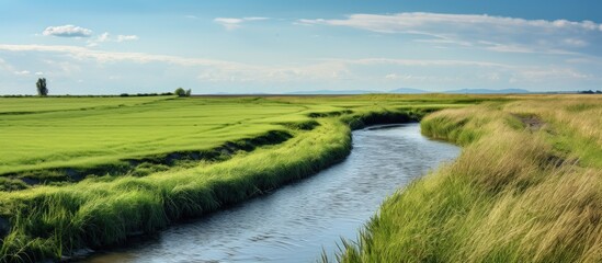 Fototapeta premium A springtime countryside field has a nearby ditch with water and salt marsh rushes copy space image