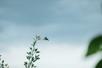 Colibrí polinizando una flor  © Flor