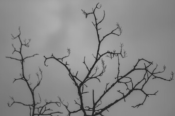 Fototapeta na wymiar tree branches silhouette