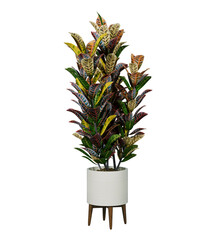 Croton flower tree in white flower pot. Croton house plant