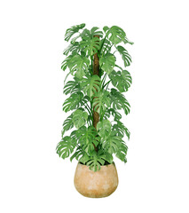 Monstera deliciosa, plant in a green pot. Png transparency  © POSMGUYS