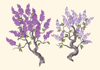 Set of high detailed blooming lilac branches