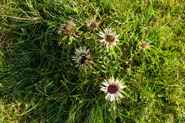 Radiant Autumn Sun on Meadow: Blooming Thistle for Organic Farming and Biodiversity Conservation