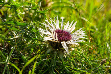 Radiant Autumn Sun on Meadow: Blooming Thistle for Organic Farming and Biodiversity Conservation