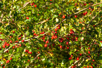 Abundant Autumn Bounty: Hawthorn Laden with Red Berries Glistening in German October Sunlight