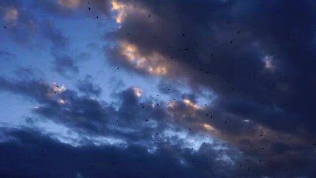 Flock of crows circling in the dark blue sunset sky with cumulus clouds. 