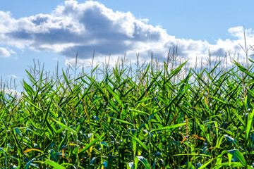 Storm Threatens Harvest: Tall Corn Field in Sunlight Under Blue Sky, With Approaching Thunderstorms