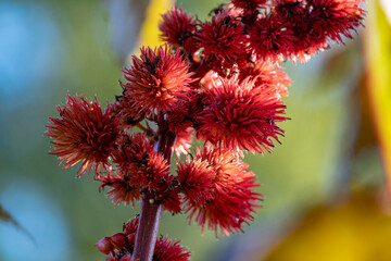 Ricinus communis or Castor Bean Plant.