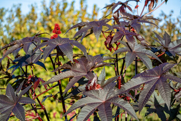 Ricinus communis or Castor Bean Plant.