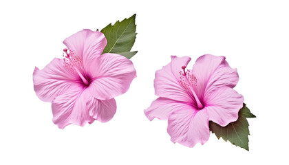 two pink hibiscus flower isolated on transparent background cutout