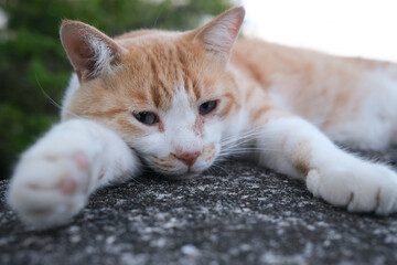 拗ねて寝そべる猫