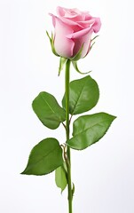 Pink rose isolated on white background, Illustration for Valentine's Day