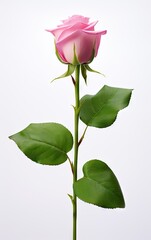 Single pink rose isolated on a white background, The meaning of pink roses is gentle and elegant love.