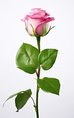 Obraz premium Pink rose isolated on a white background, Beautiful white rose isolated.