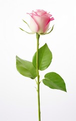 Single pink rose isolated on a white background, The meaning of pink roses is gentle and elegant love.