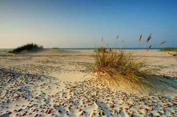 Dzika plaża na wybrzeżu Morza Bałtyckiego, w Słowińskim Parku Narodowym - obrazy, fototapety, plakaty