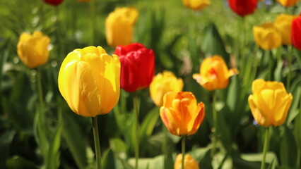 yellow and red tulips in the garden