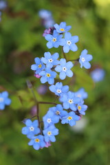 Myosotis, blue cute forget-me-not flower