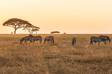 Zebras in Serengeti National Park, Tanzania