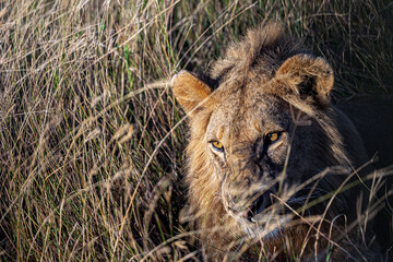 Naklejka na ściany i meble The Male Lion in Serengeti National Prk, Serengeti