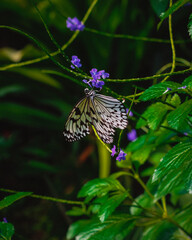 Close-up of a Butterfly on a Green Leaf in Nature