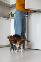 Domestic hungry multicoloured cat begging food from refrigerator rubbing of pet woman's legs on...