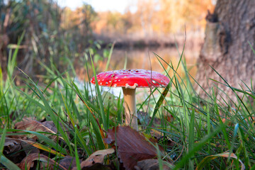 Red toadstool growing in the grass