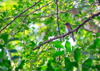Blue-throated Flycatcher (Cyornis rubeculoides): Azure Elegance in Asian Woodlands