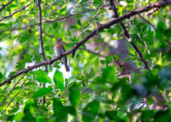 Blue-throated Flycatcher (Cyornis rubeculoides): Azure Elegance in Asian Woodlands