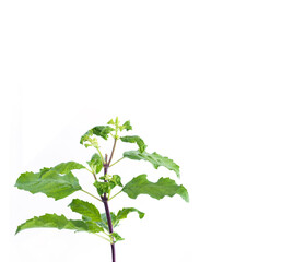 Holy Basil,Ocimum sanctum on white background.Herb with a unique smell.