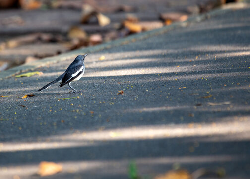 Oriental Magpie-Robin (Copsychus saularis): Melodious Muse of Asian Gardens
