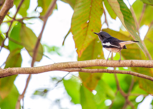 "Oriental Magpie-Robin" Images – Browse 2,514 Stock Photos, Vectors ...