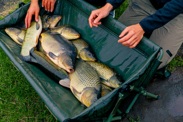 close-up of fishermen looking at big catch of fish holding carp fish in hands sport fishing