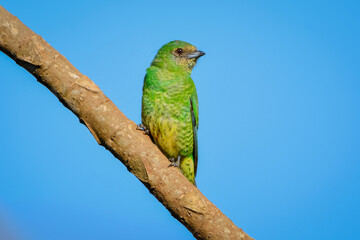 Swallow Tanager (Tersina viridis)