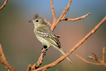 Plain-crested Elaenia (Elaenia cristata)